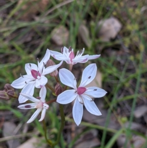 Burchardia umbellata at Albury, NSW - 17 Oct 2021 04:19 PM