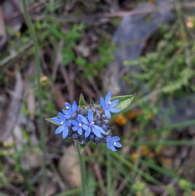 Brunonia australis (Blue Pincushion) at Albury - 17 Oct 2021 by Darcy