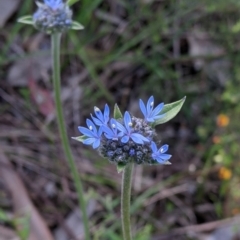 Brunonia australis at Glenroy, NSW - 17 Oct 2021 04:25 PM