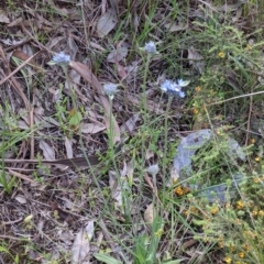 Brunonia australis at Glenroy, NSW - 17 Oct 2021 04:25 PM
