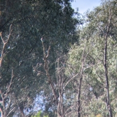 Eurystomus orientalis (Dollarbird) at Albury - 17 Oct 2021 by Darcy