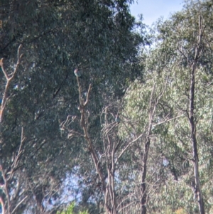 Eurystomus orientalis at Splitters Creek, NSW - 18 Oct 2021 09:38 AM