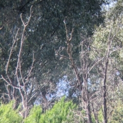 Eurystomus orientalis at Splitters Creek, NSW - 18 Oct 2021 09:38 AM