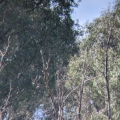 Eurystomus orientalis at Splitters Creek, NSW - 18 Oct 2021 09:38 AM