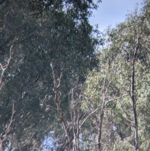 Eurystomus orientalis at Splitters Creek, NSW - 18 Oct 2021 09:38 AM