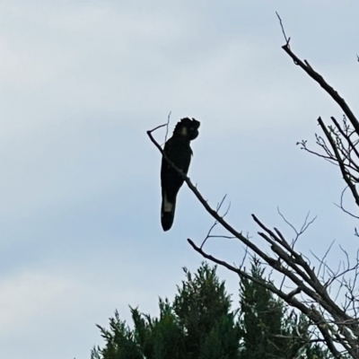 Zanda funerea (Yellow-tailed Black-Cockatoo) at Theodore, ACT - 18 Oct 2021 by Tanzia