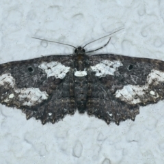 Eccymatoge callizona (White-spotted Carpet) at Ainslie, ACT - 16 Oct 2021 by jb2602