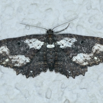 Eccymatoge callizona (White-spotted Carpet) at Ainslie, ACT - 16 Oct 2021 by jb2602