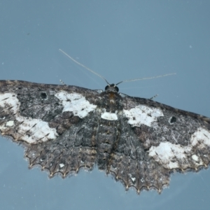 Eccymatoge callizona at Ainslie, ACT - 16 Oct 2021