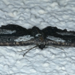 Eccymatoge callizona at Ainslie, ACT - 16 Oct 2021