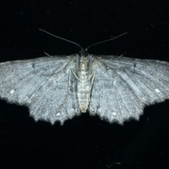 Eccymatoge callizona at Ainslie, ACT - 16 Oct 2021