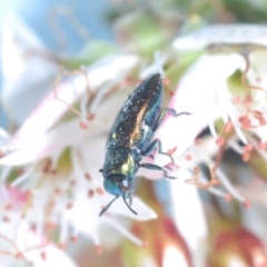 Diphucrania minutissima (A jewel beetle) at Cavan, NSW - 18 Oct 2021 by Harrisi