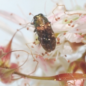 Diphucrania minutissima at Cavan, NSW - 18 Oct 2021