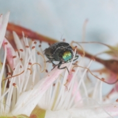 Diphucrania minutissima at Cavan, NSW - 18 Oct 2021