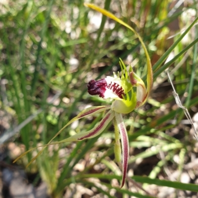Caladenia atrovespa (Green-comb Spider Orchid) at Cook, ACT - 17 Oct 2021 by drakes