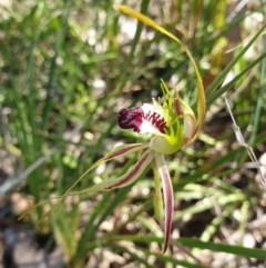 Caladenia atrovespa (Green-comb Spider Orchid) at Aranda Bushland - 17 Oct 2021 by drakes