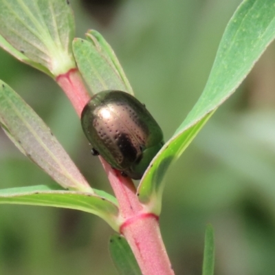 Chrysolina quadrigemina (Greater St Johns Wort beetle) at Greenway, ACT - 18 Oct 2021 by RodDeb