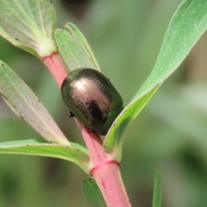 Chrysolina quadrigemina at Greenway, ACT - 18 Oct 2021