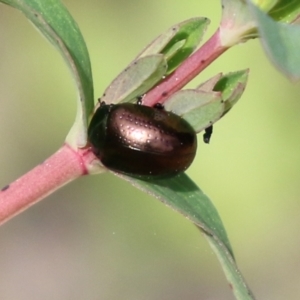 Chrysolina quadrigemina at Greenway, ACT - 18 Oct 2021