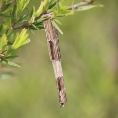 Lepidoscia arctiella (Tower Case Moth) at Greenway, ACT - 18 Oct 2021 by RodDeb