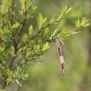 Lepidoscia arctiella at Greenway, ACT - 18 Oct 2021