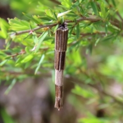 Lepidoscia arctiella at Greenway, ACT - 18 Oct 2021