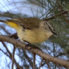 Acanthiza chrysorrhoa (Yellow-rumped Thornbill) at Greenway, ACT - 18 Oct 2021 by RodDeb