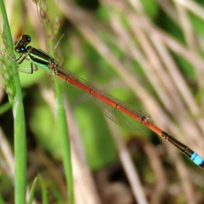 Ischnura aurora (Aurora Bluetail) at Greenway, ACT - 18 Oct 2021 by RodDeb