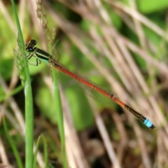 Ischnura aurora at Greenway, ACT - 18 Oct 2021