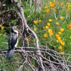 Microcarbo melanoleucos (Little Pied Cormorant) at Greenway, ACT - 18 Oct 2021 by RodDeb