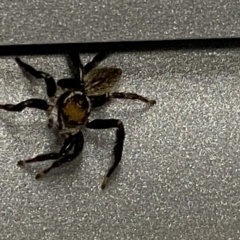 Maratus griseus (Jumping spider) at Pialligo, ACT - 18 Oct 2021 by Ozflyfisher