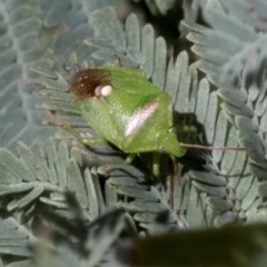 Ocirrhoe unimaculata (Green Stink Bug) at Hawker, ACT - 17 Oct 2021 by AlisonMilton