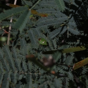 Ocirrhoe unimaculata at Hawker, ACT - 17 Oct 2021