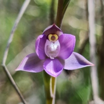 Thelymitra pauciflora (Slender Sun Orchid) at Coree, ACT - 18 Oct 2021 by RobG1