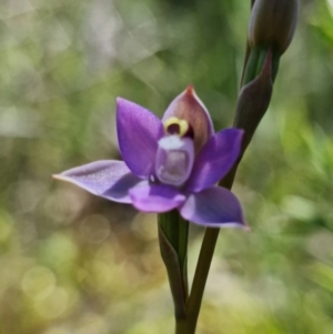 Thelymitra pauciflora at Coree, ACT - suppressed