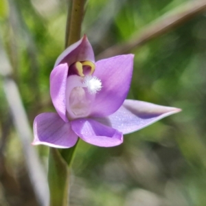 Thelymitra pauciflora at Coree, ACT - suppressed