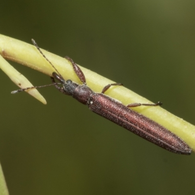 Rhinotia filiformis (A belid weevil) at Hawker, ACT - 16 Oct 2021 by AlisonMilton