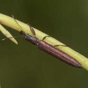 Rhinotia filiformis at Hawker, ACT - 17 Oct 2021