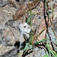 Rhuma (genus) at Jerrabomberra, ACT - 18 Oct 2021