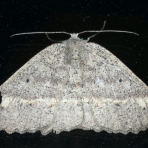 Casbia tetramera at Ainslie, ACT - 17 Oct 2021 08:05 PM