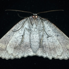 Casbia tetramera at Ainslie, ACT - 17 Oct 2021 08:05 PM