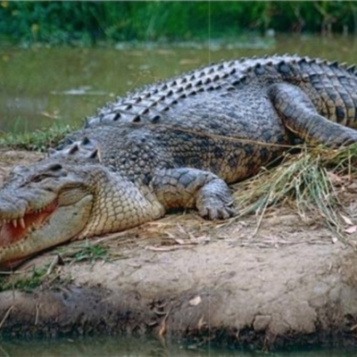 Crocodylus porosus (Saltwater Crocodile, Estuarine Crocodile) at Beerwah, QLD - 1 Nov 2000 by MichaelBedingfield