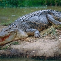 Crocodylus porosus (Saltwater Crocodile, Estuarine Crocodile) at Beerwah, QLD - 1 Nov 2000 by michaelb