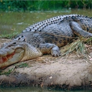 Crocodylus porosus (Saltwater Crocodile, Estuarine Crocodile) at Beerwah, QLD by michaelb