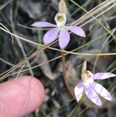 Caladenia carnea (Pink Fingers) at Tidbinbilla Nature Reserve - 9 Oct 2021 by Tapirlord