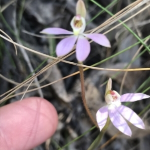 Caladenia carnea at Paddys River, ACT - 9 Oct 2021