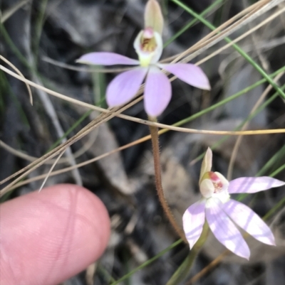 Caladenia carnea (Pink Fingers) at Tidbinbilla Nature Reserve - 9 Oct 2021 by Tapirlord