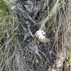 Caladenia carnea at Paddys River, ACT - 9 Oct 2021