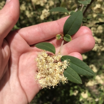 Pomaderris andromedifolia (Yellow Pomaderris) at Paddys River, ACT - 9 Oct 2021 by Tapirlord