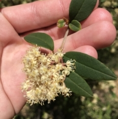 Pomaderris andromedifolia at Paddys River, ACT - 9 Oct 2021